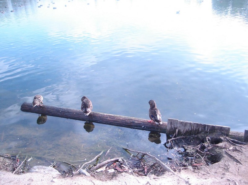 tres patos muy pensativos