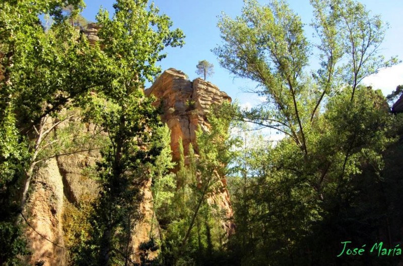 El rbol suicida