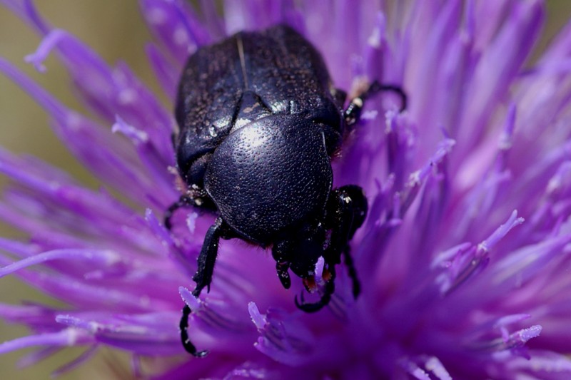 Escarabajo