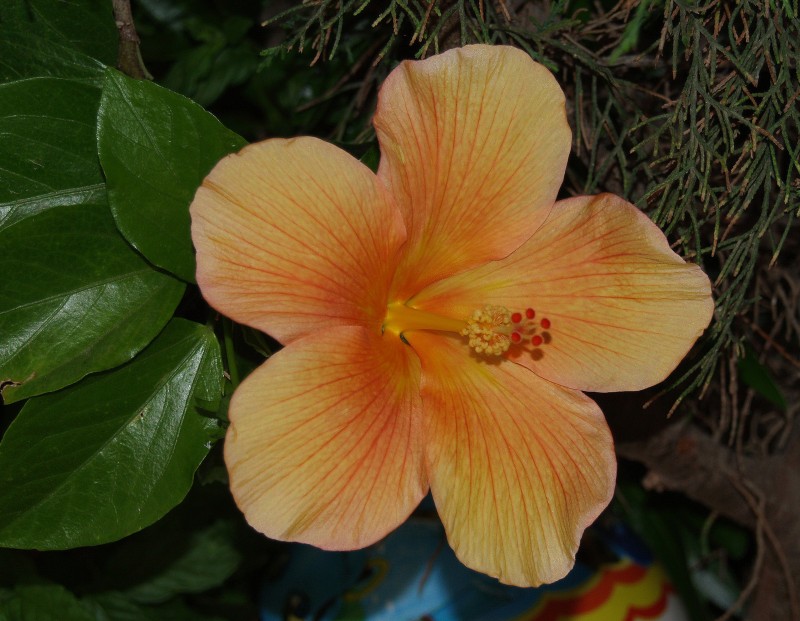 Otro hibiscus naranja