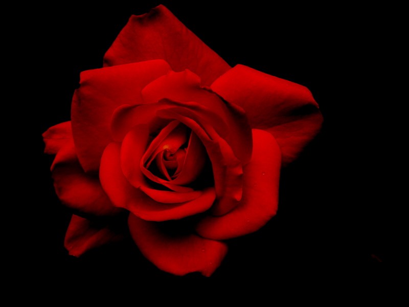 Rojo en negro