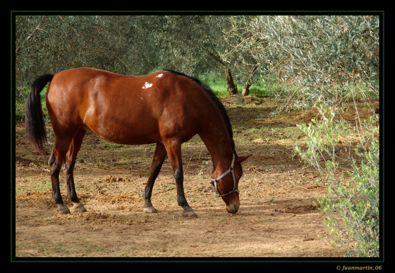 Caballo