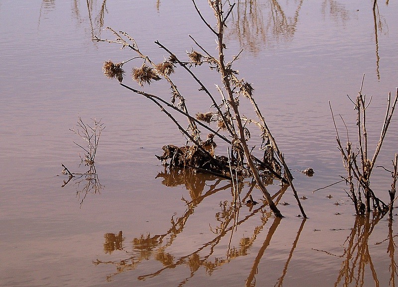 Reflejos en la laguna