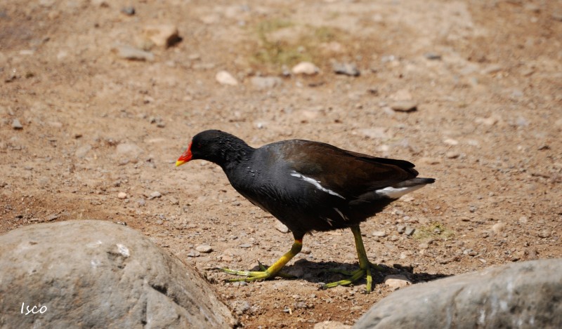 Gallinula chloropus