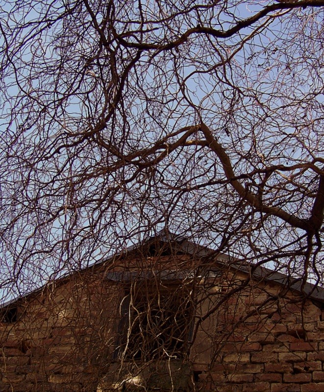 Ramas hacia la pared/cielo