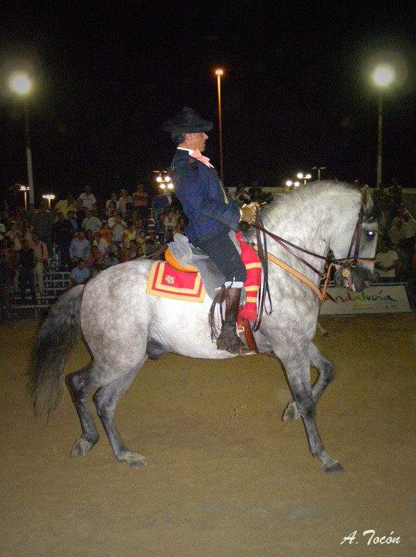 Caballo-Andaluz1