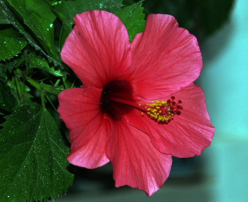 Hibiscus rojo bis