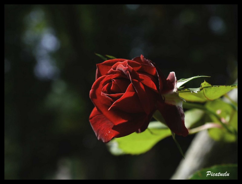 Una rosa