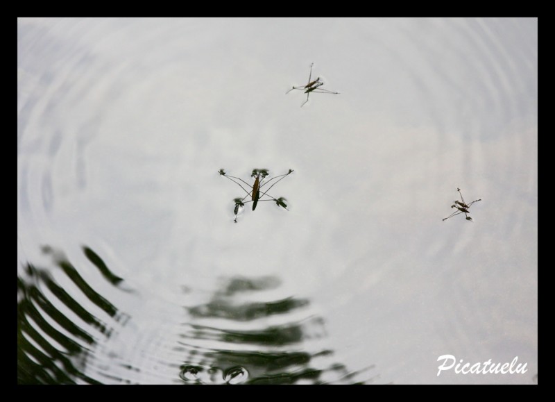 Patinadoras