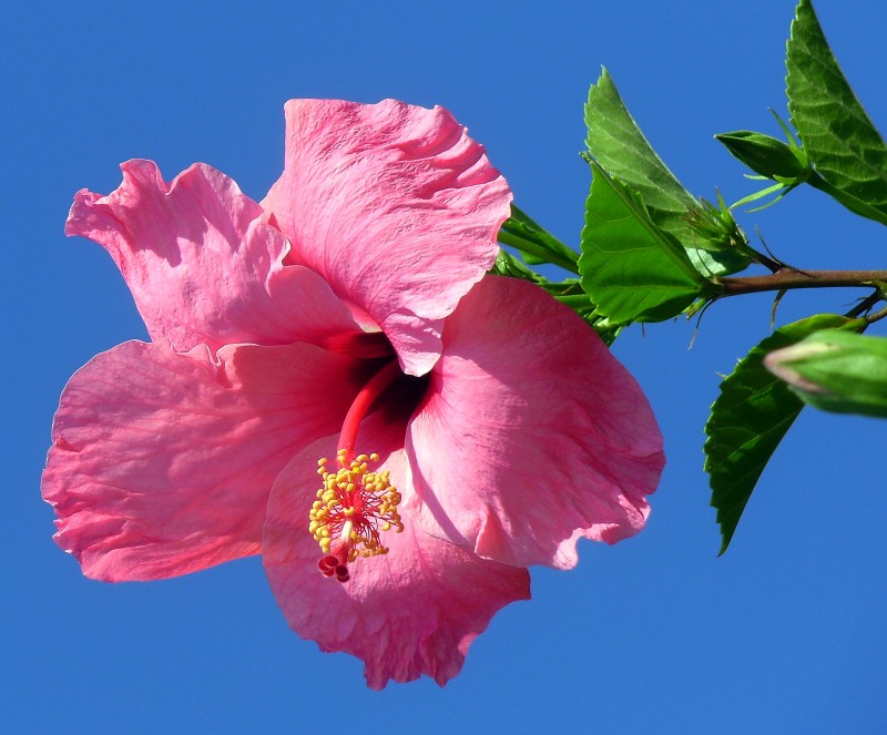 Hibiscus rosa 01