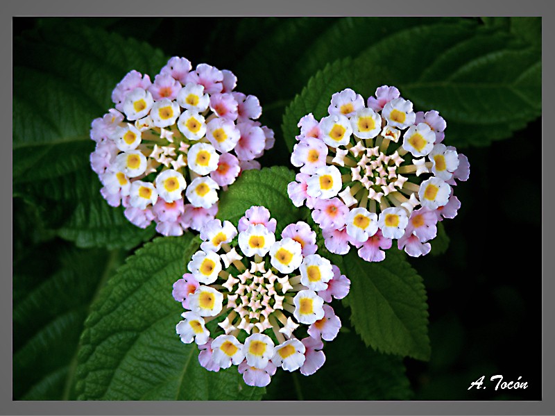 Hortensia