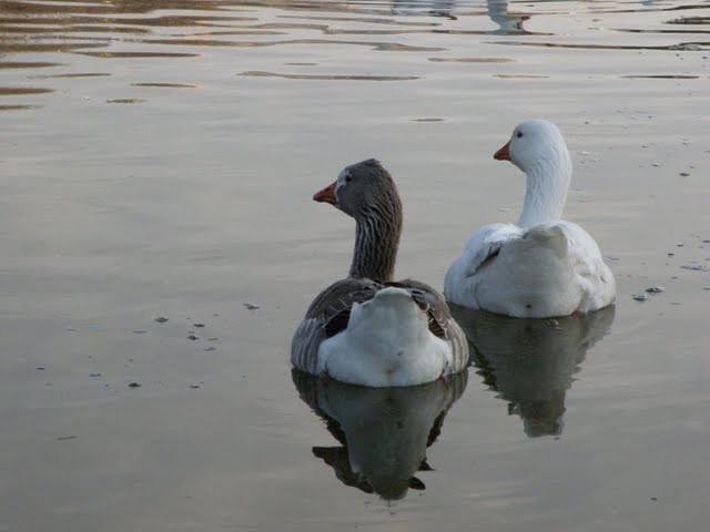 Sincronizados