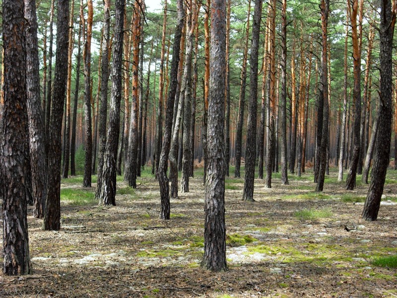 Los bosques del este