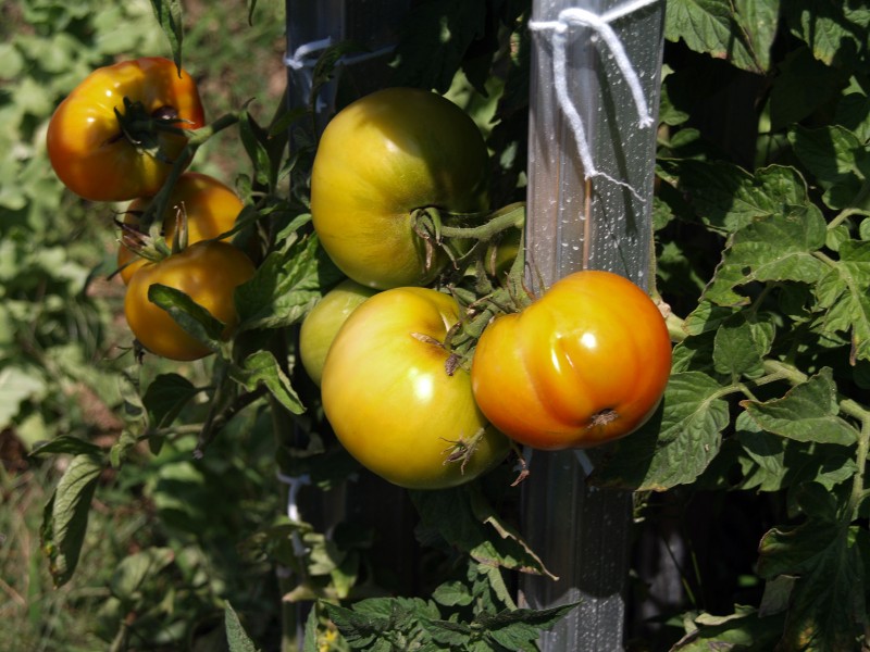 Tomates 01