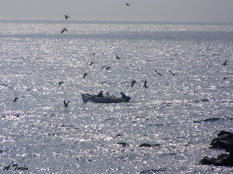 Pescado a bordo