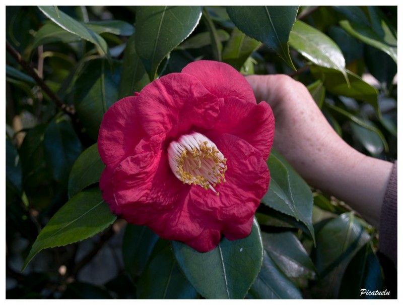 Camelia