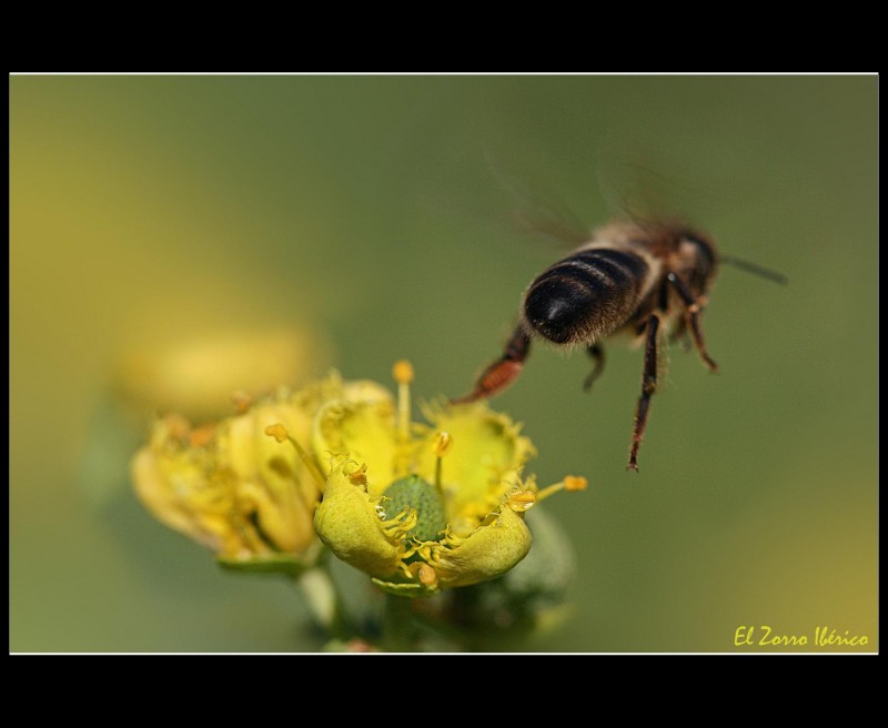 De flor en flor