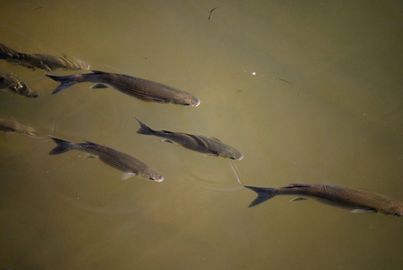 Pescados bajo aguas turbulentas