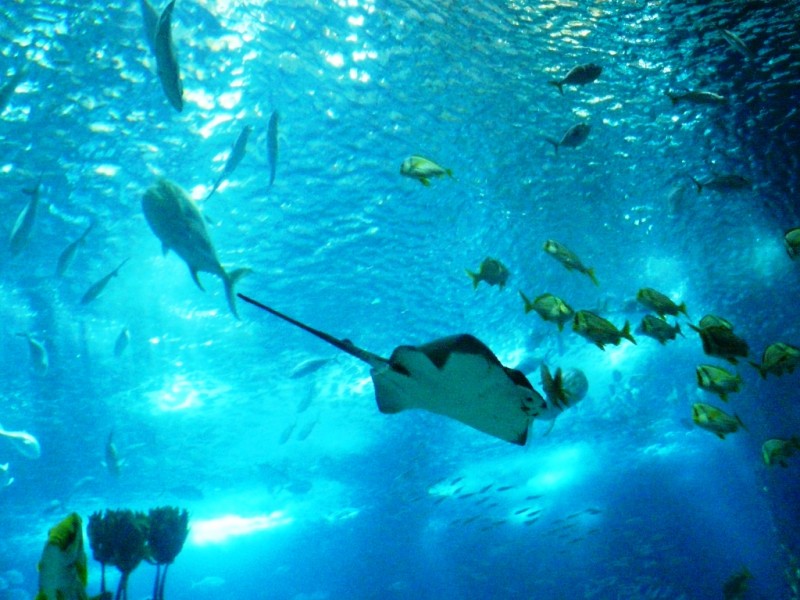 En el Acuario