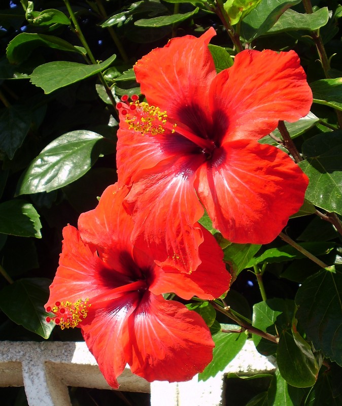 Dos hibiscus rojos