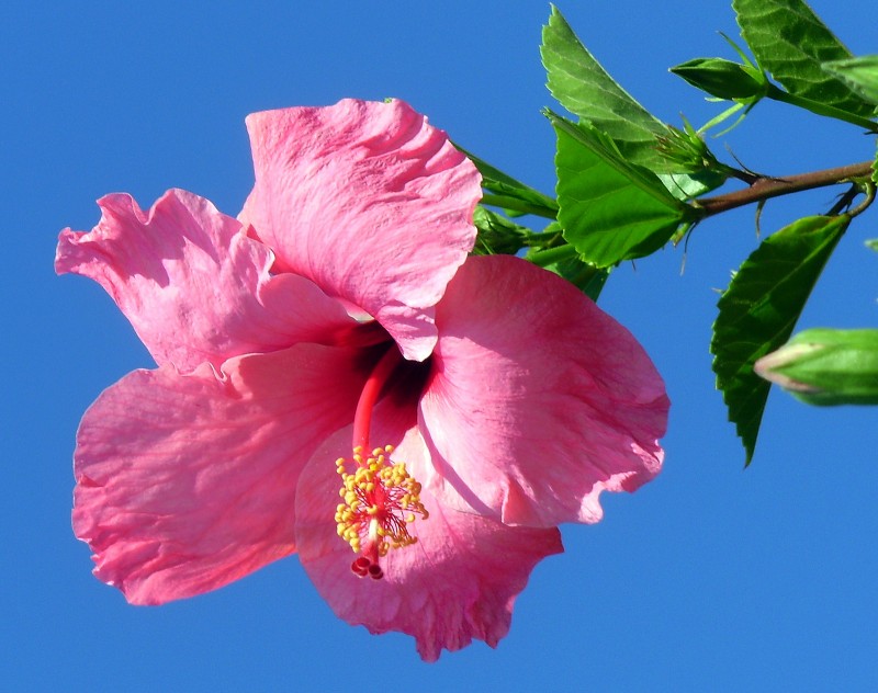 Hibiscus rosa 02