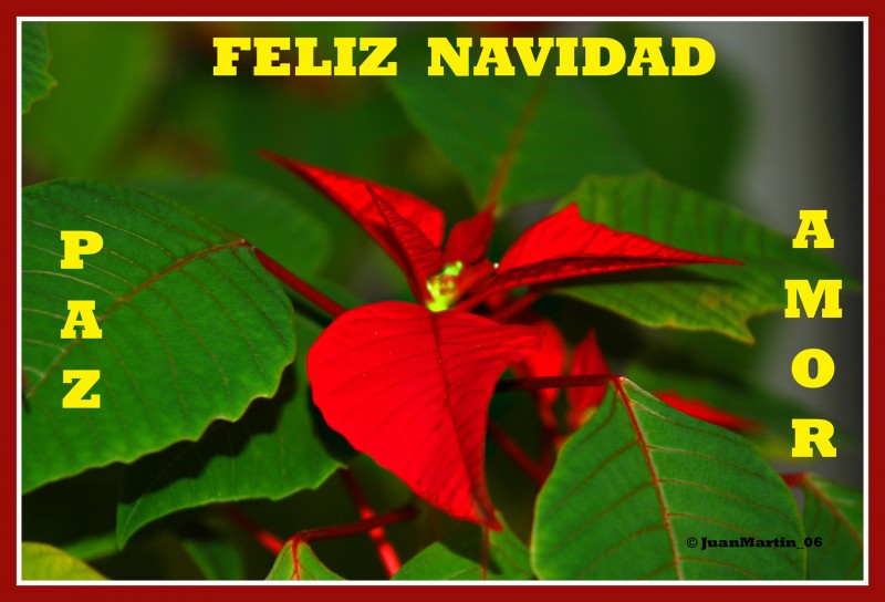 FELIZ NAVIDAD