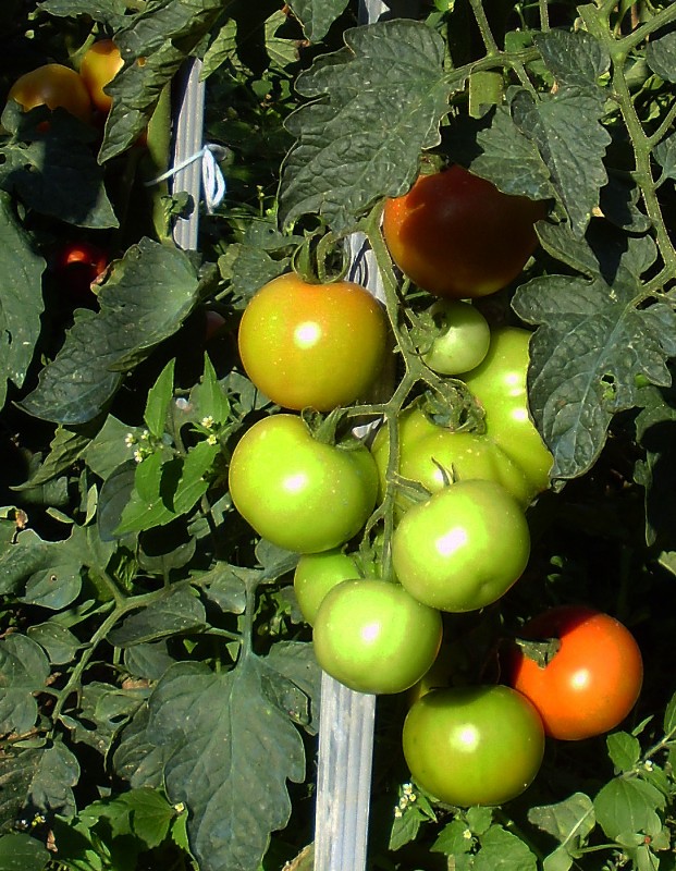 Tomates 02