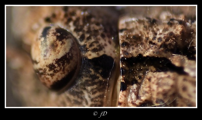 OJO DE SALTAMONTES