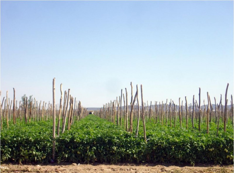 Huerto de tomate