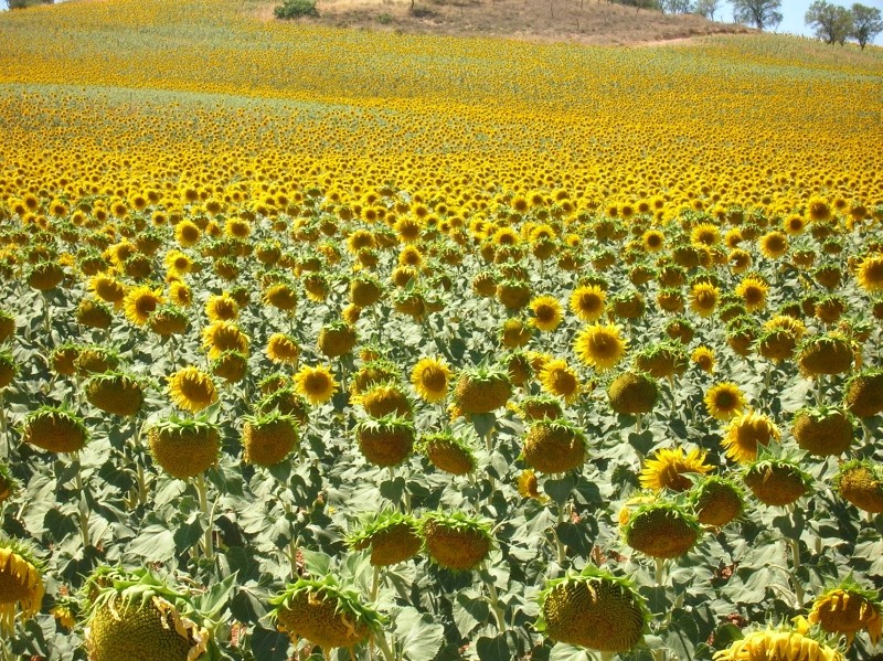 Campo de Girasoles