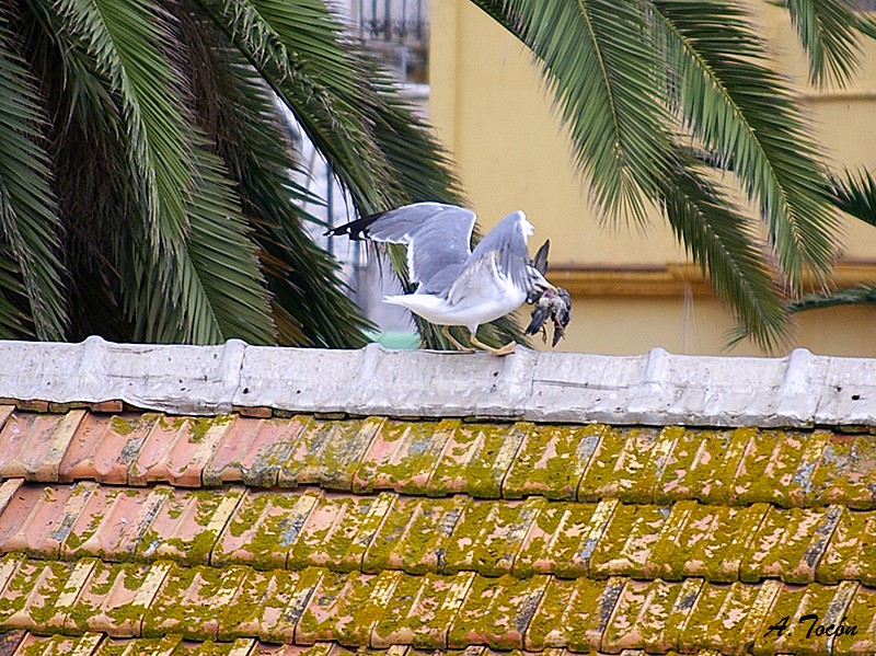 Gaviota y paloma