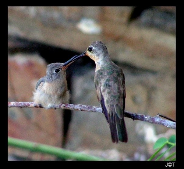 Amor de Madre