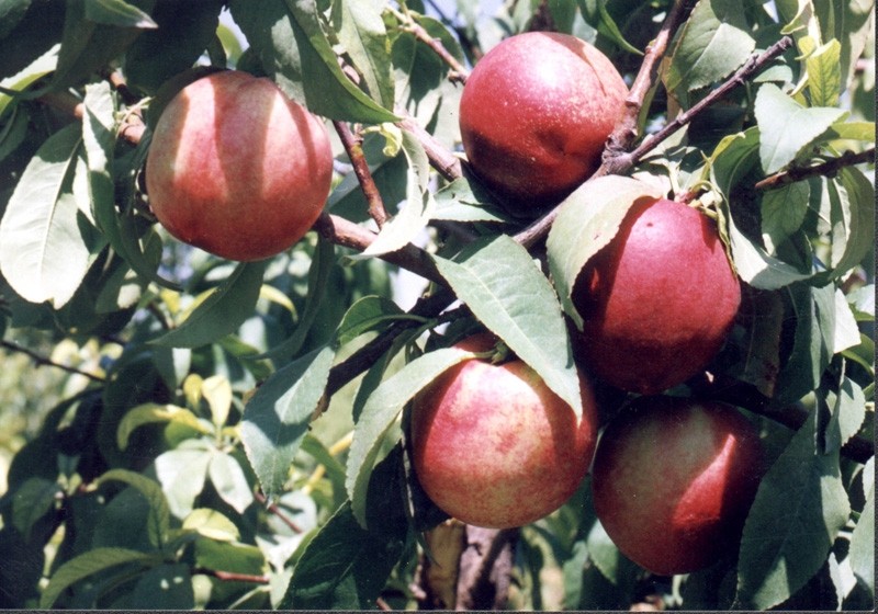 Manzanas