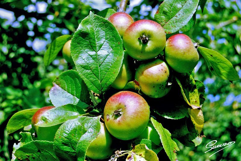 manzana asturiana