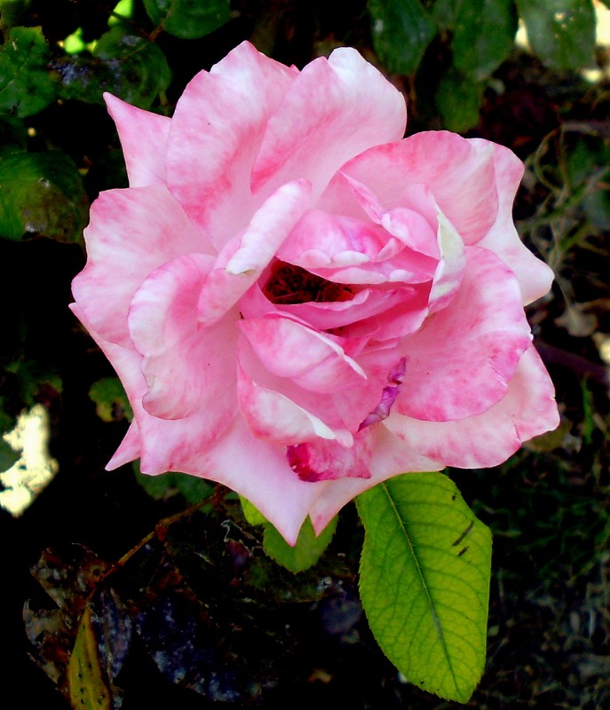 Rosa rosa moteada 02