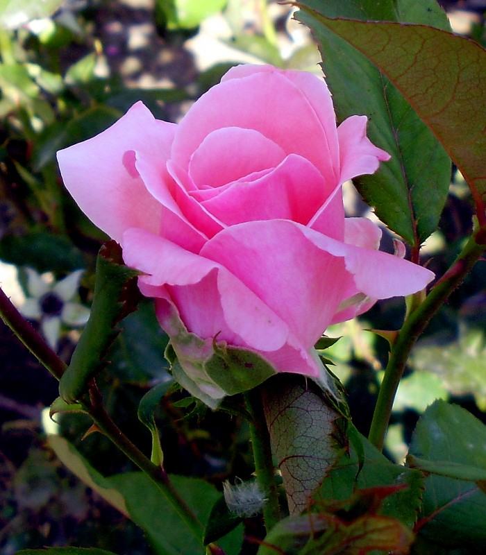 Rosa simplemente rosa