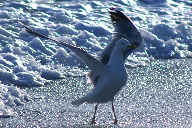 Alas al viento