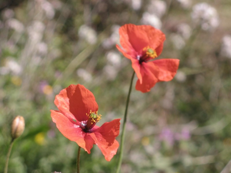 Amapolas