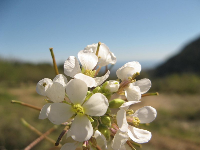 Blanca