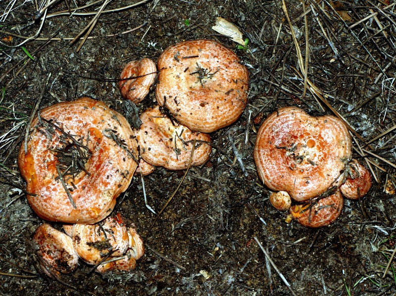 Lactarius deliciosus 02