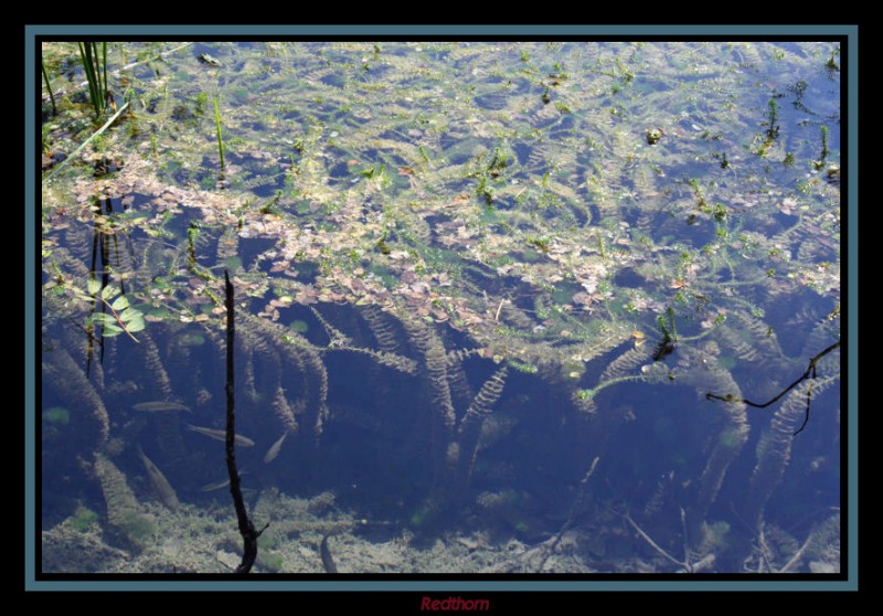 Las plantas acuticas invaden uno de los lagos