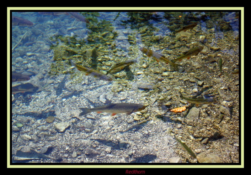 Las truchas no sern inquietadas por ningn pescador