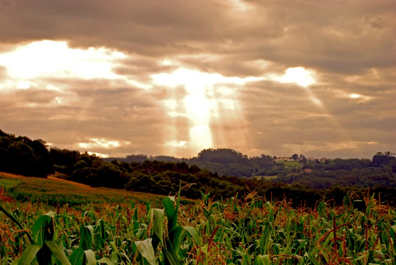 campos de cultivo