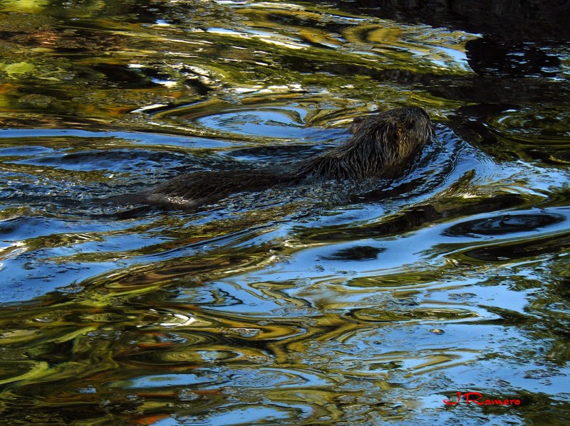 Nutria