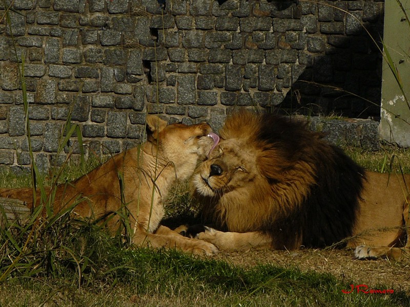 Leones