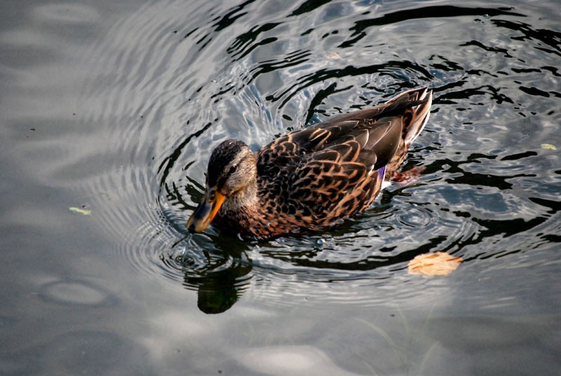 Lindo patito