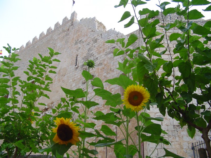 girasoles en el castillo del Papa Luna