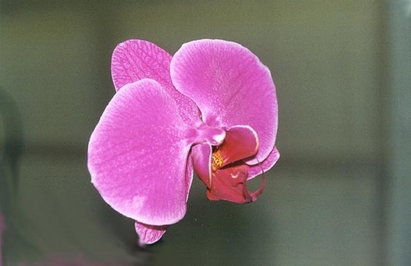 Orqudea