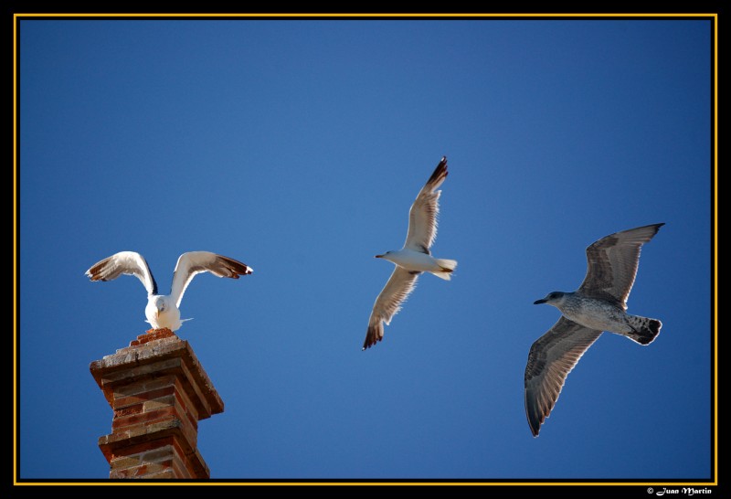 Gaviotas al vuelo