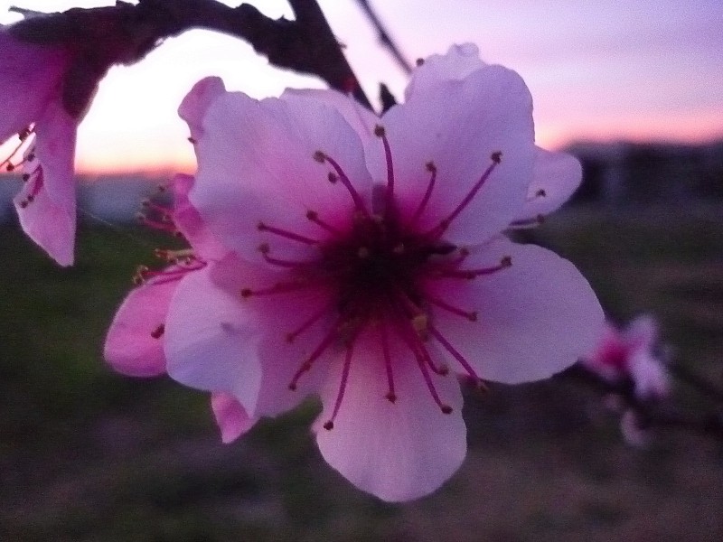 Flor del durazno